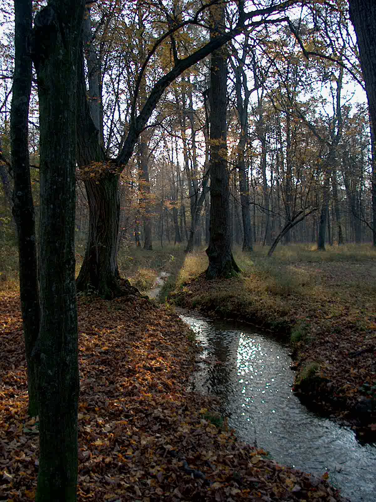 Nyphenburger Park 050 